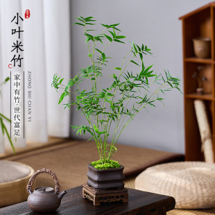 ��������̦�\�Pβ���҃�΢���^�p���辰�͏d����ֲ���ļ�����Gֲ