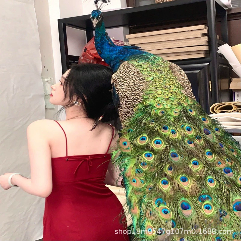 Павлин образец украшения гостиной украшения дома ремесла имитация белый павлин синий павлин