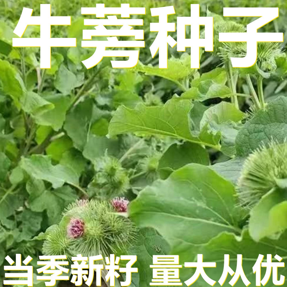 Семена лопуха 500г в мешках оптом, прямые поставки с места происхождения, сезонные новые семена, семена садовых растений