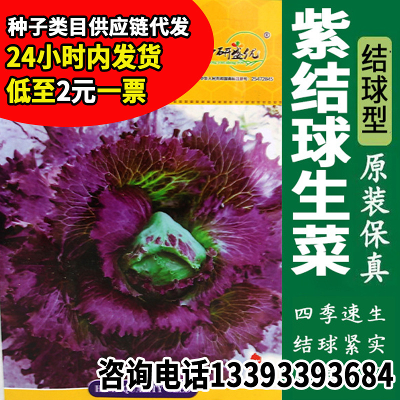 盛优紫结球生菜种子球生菜包心生菜阳台四季盆栽紫叶生菜蔬菜菜籽