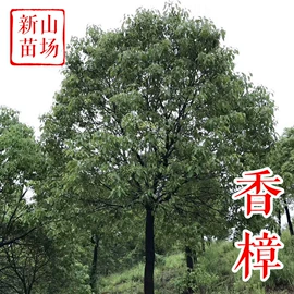 园林果树;乔木;灌木