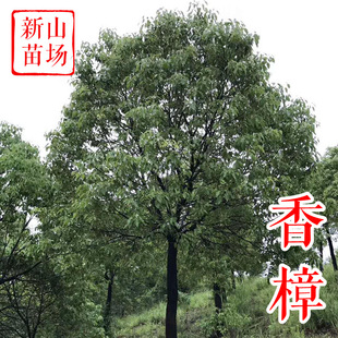 �����䡾�㽭������߀�� ���~С�~�������� 10-35���� Ҏ���Rȫ