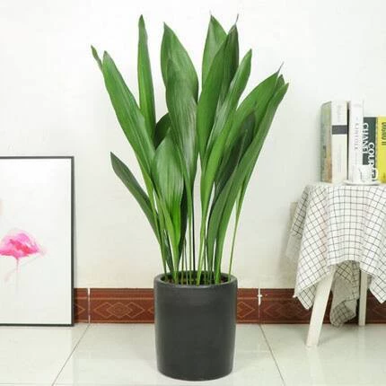 Однолистная орхидея в горшке, морозостойкое и светолюбящее растение, подходит для офиса и двора, зеленое растение, орхидея, которая поглощает формальдегид, бонсай.