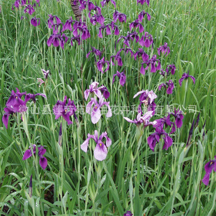 Aquatic Plant Horse Rush Seedlings Undertake Hydroponic Horse Rush Planting, Self-Produced and Sold