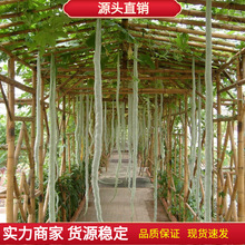 �߶��߹ϷN���ļ����ش���J�����ļ��^�p�N��Ұ�������߲˷N���