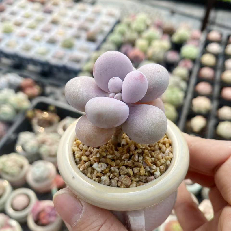 小さな多肉植物、超かわいい、貴重で希少な親指鉢、ミニ鉢植え、鉢付き多肉植物鉢植え、小さな古い支柱|undefined