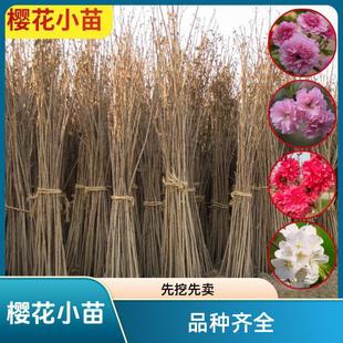 ������ձ��޽�������С��G���箔���繤����