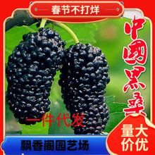 一件代发桑树苗盆栽地栽食用四季桑葚苗当年结果南方北方种植大叶