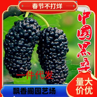一件代发桑树苗盆栽地栽食用四季桑葚苗当年结果南方北方种植大叶