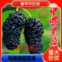 北方南方四季地栽桑树苗
