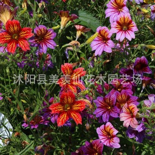 ���N�����˽�N�ӳ���ݻ����Ȼ��ļ�ͥԺ�׻��̨���Ի��N��