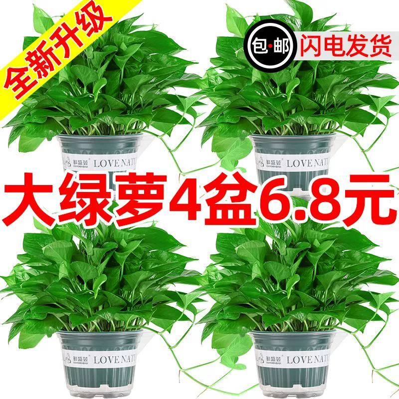 Зеленая редька в горшках, комнатные растения, гостиная, очистка воздуха, бытовая абсорбция формальдегида, зеленая редька, подвесная орхидея, цветы и зеленые растения