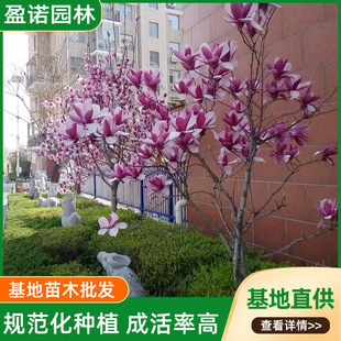 ���m������绨�܄e��ͥԺ���þG���ļ��ϰ����m���F�L�����ľ