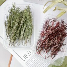 ����녘��~����Ȼֲ���ز���޹Ϟ�T�b�����o�� ǧ�ӽ��ֹ�DIY