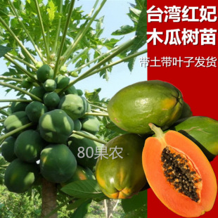 ̨���t��ľ�ό����� �ϱ������Թ��� �ļ��Y������Y�� ��Ϙ���