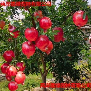 ʯ������ͻ��˹ܛ��ʯ��������ͥԺ�����ش����o����ʯ�����