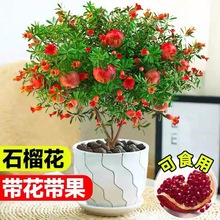 ʯ�������^�p�������҃����辰�ļ��_��ֲ��ͥԺ��ʳ�û��ܾGֲ