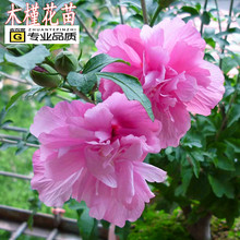 ͥԺֵ·^ֲﻨذľ @־GľľȘ