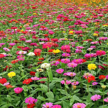 百日草花籽批发庭院观赏花卉四季播种开花易活重瓣百日菊花种