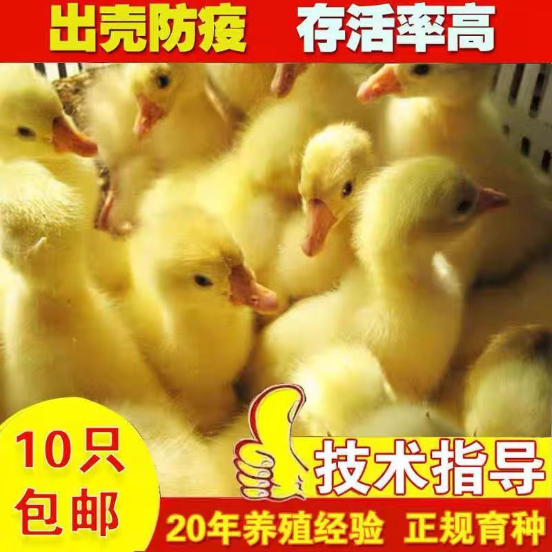 大三花鹅活苗活物脱温三花鹅幼苗批发三花鹅苗三花鹅苗批发价格