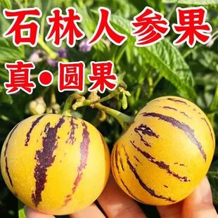 �˅������ʯ���˅����A���S��A���������߲�С�˅������b���l
