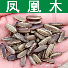 跨境林木种子凤凰花 凤凰木种子 红花楹 火树 凤凰树种子 1件=1斤