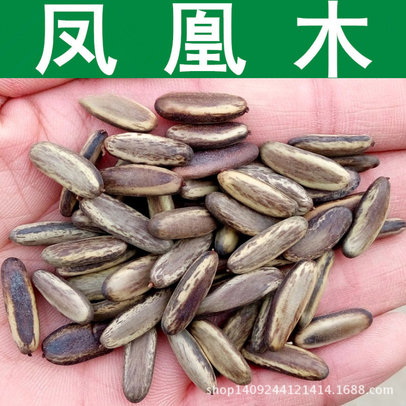 跨境林木种子凤凰花 凤凰木种子 红花楹 火树 凤凰树种子 1件=1斤