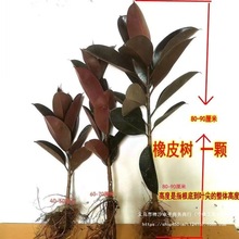 �ڽ�����Ƥ���辰�Gֲ���~�k���҃������ÿ͏d�̨����������