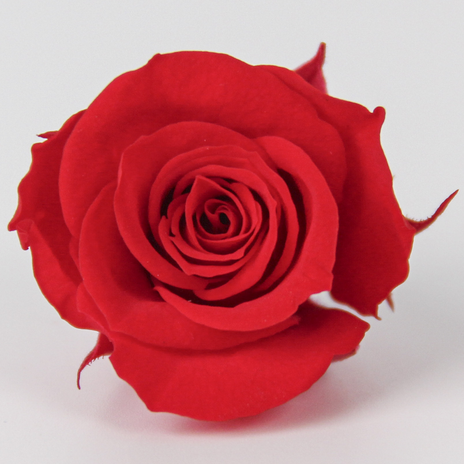 Clase B Flor eterna Rosa 2 3cm Día de San Valentín chino Flor eterna al por mayor DIY Yunnan 520 Regalo del día de la madre