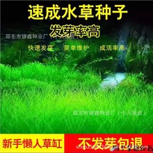 速生水草种子草种子花种原装四季蔬菜种子大全菜种子花卉种子批法