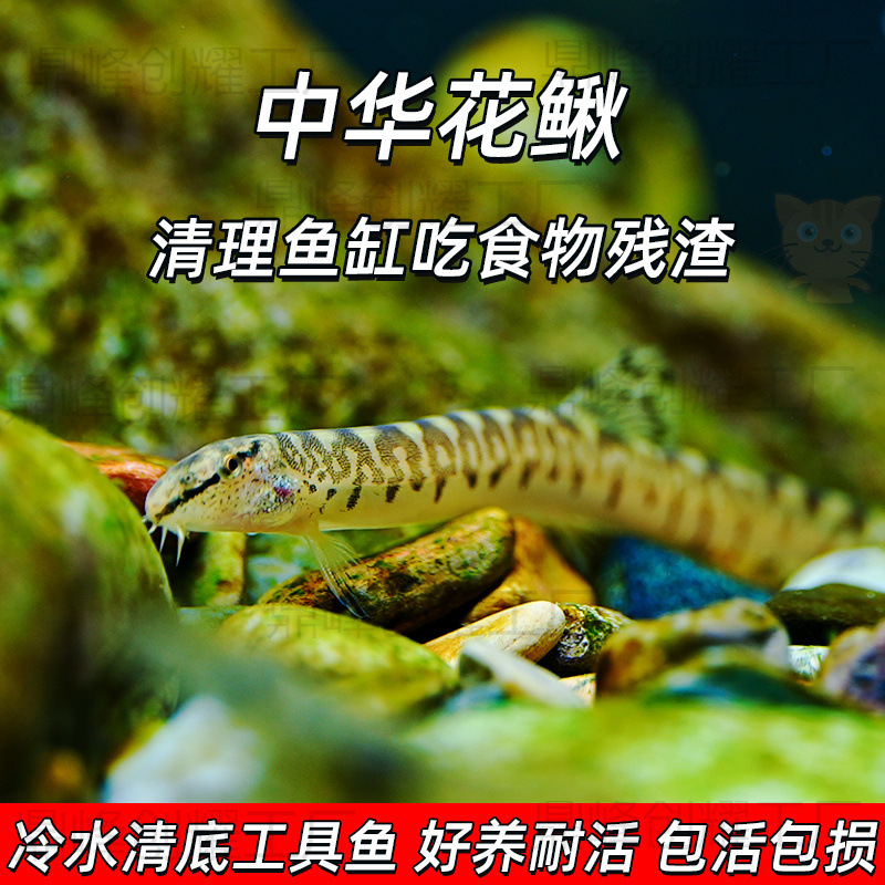 No Returns! Ornamental Fish Native Fish Chinese Flower Loach Algae Removal Cleaning Fish Light-Colored Mud Loach Sand Loach Sand Siphon Cleaner