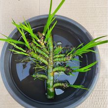 菖蒲水培水生盆栽植物花卉庭院池塘养龟微造景观室内外四季绿植