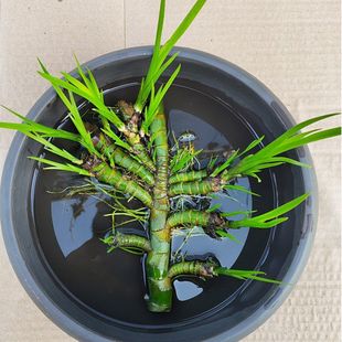 Calamus Hydroponic Aquatic Potted Plants, Flowers, Courtyard Ponds, Turtle-Raising Micro-Landscape, Indoor and Outdoor Four-Season Green Plants