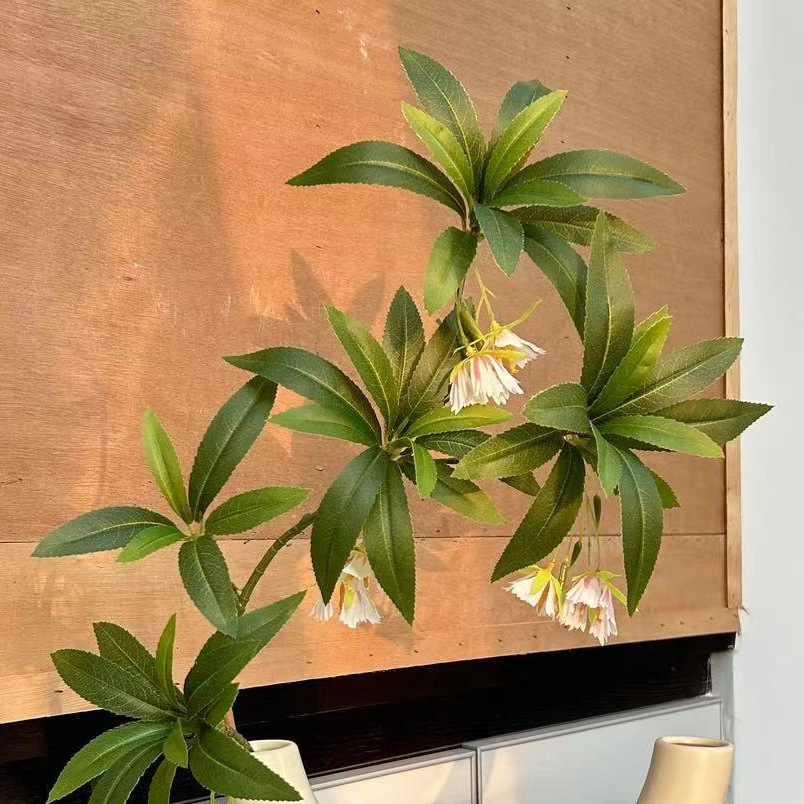 Ficus de piedra verde