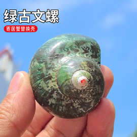 贝壳海螺绿古文螺卷贝鱼专用寄居蟹换壳水族箱鱼缸造景黄蝾螺海洋