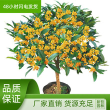 庭院植物嫁接桂花树苗 盆栽桂花 八月桂花苗金桂花沉香桂当年开花