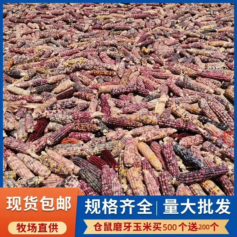 Милый мини-хомяк 25 лет, жевательная кукуруза на кукурузной початке, голландская свинья, шиншилла, кролик, закусочная палочка