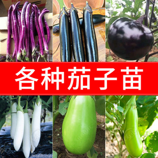 �ļ��߲��緬������С���紺��Nֲ���������������ݮ��������l