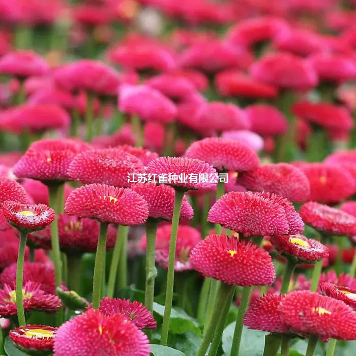 Импортные мелкие семена ромашки Four Seasons посев цветочные семена многолетние балкон горшечные цветочные семена