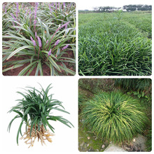 批发麦冬草苗四季青玉龙草金边麦冬日本矮麦冬绿化地被植物