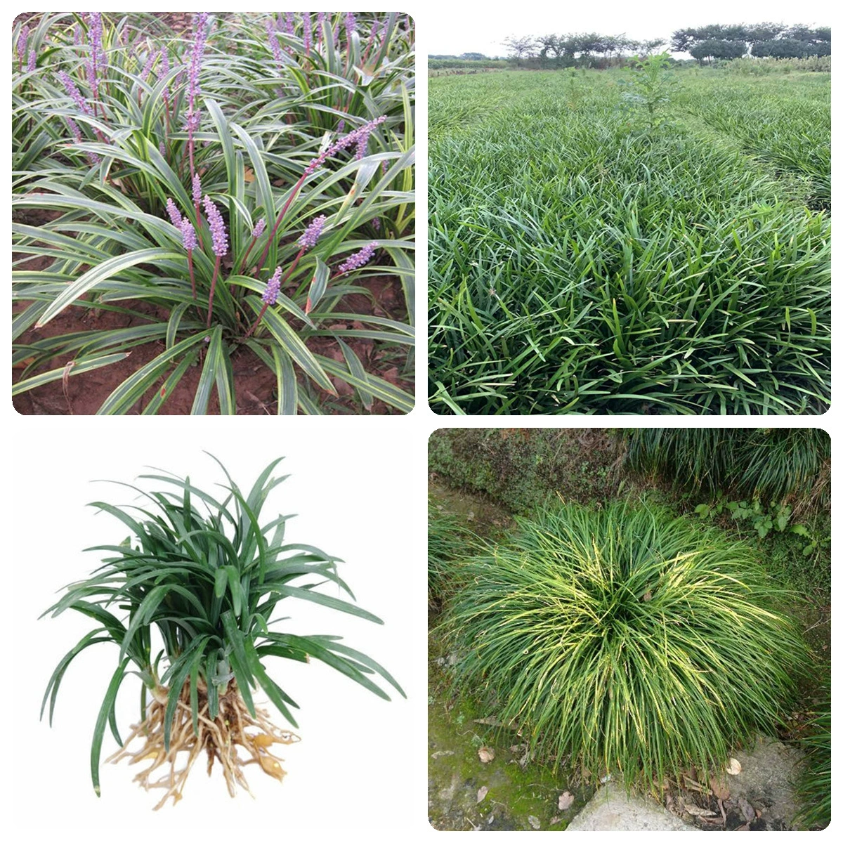 Оптовые саженцы Ophiopogon japonicus четыре сезона зеленая Нефритовая трава дракона Пномпень Ophiopogon japonicus Япония карлик Ophiopogon japonicus зеленое почвопокровное растение