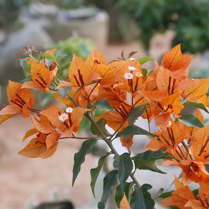 9.9 Flores frecuentes variedades de ciruela triangular en maceta jardín de plántulas es bueno para alimentar las plantas de vid de flores image 18