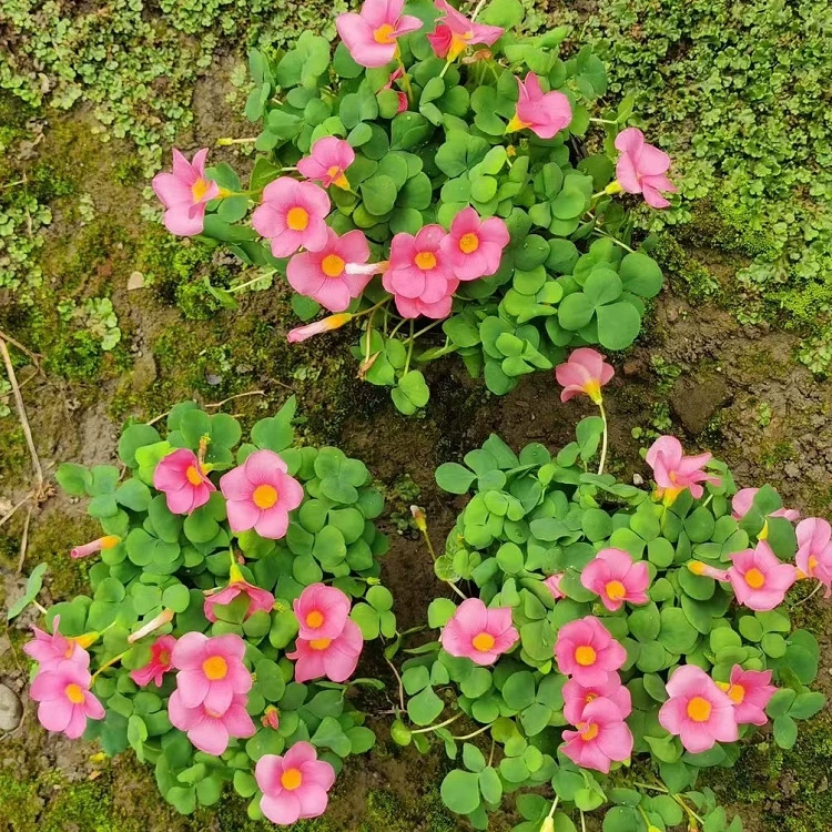 Большой запас морозостойких цветов-брокколи, полный цвет, зимние цветы и растения, комбинации цветовых блоков в горшках и на земле.