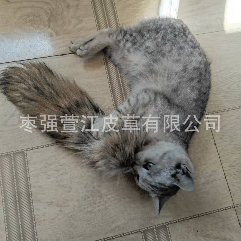 Pet Enrichment Toys for Cats, Sniffing and Playing with Animal Fur, Small Flame, Small Coyote Tail, Real Fur, Kitten Mini Pet Enrichment Toys for Cats, Sniffing and Playing with Animal Fur, Small Flame, Small Coyote Tail, Real Fur, Kitten Mini