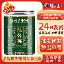 朕皇蒲公英批发代发现货罐装谷山丁婆婆丁根蒲公英白鼓丁茶