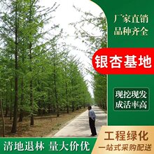 y֮l SֱN  y yӘ yӻС侫Ʒ е