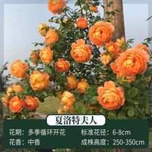 蔷薇花苗藤本月季特大花树爬藤植物阳台爬墙花卉玫瑰盆栽四季开花