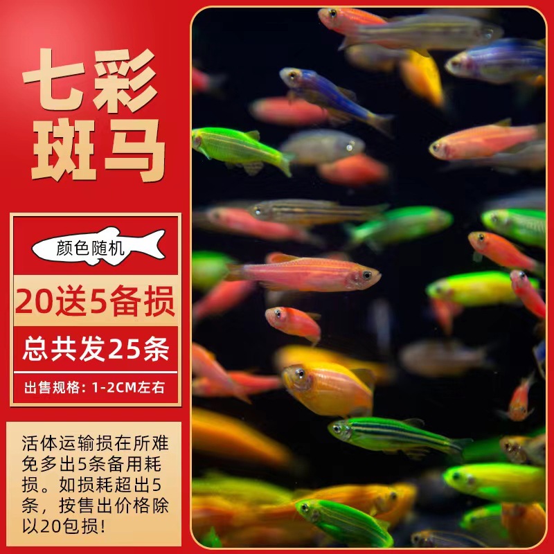 斑马鱼热带淡水观赏鱼小型鱼好养灯科鱼孔雀鱼苗金鱼