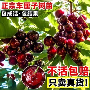 ���Ҙ���޽���܇���ӹ����ش����Ե����Ϸ������ļ��Nֲ����Y��