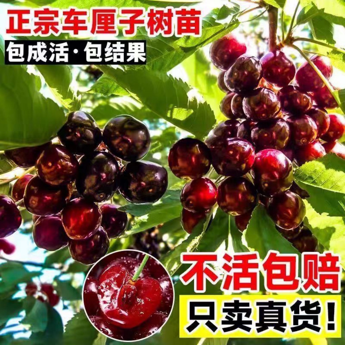 樱桃树苗嫁接苗车厘子果苗特大盆栽地栽南方北方四季种植当年结果